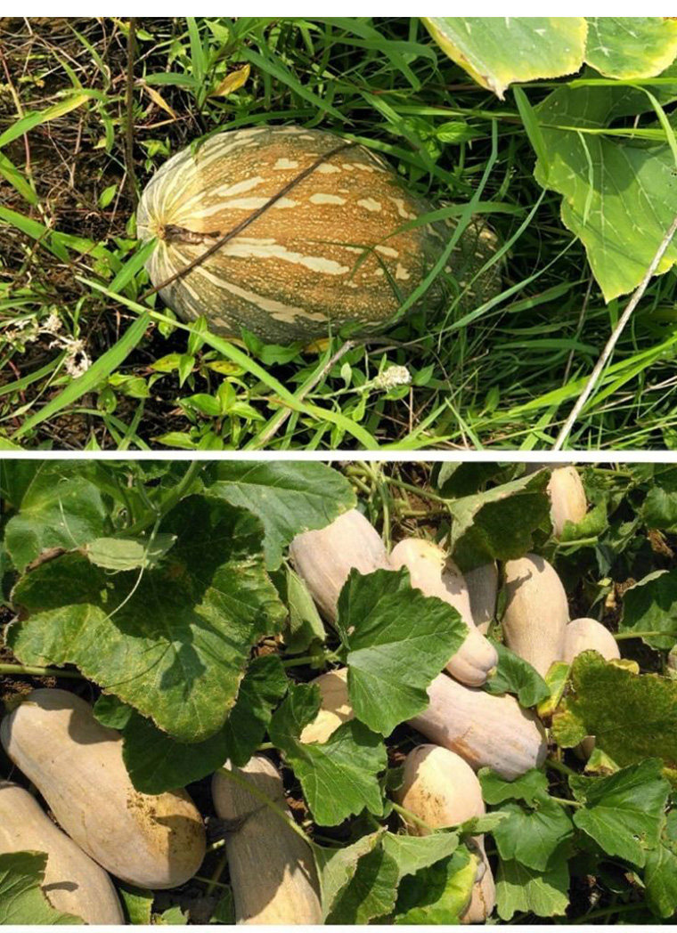 老南瓜农家板栗小黄南瓜10斤