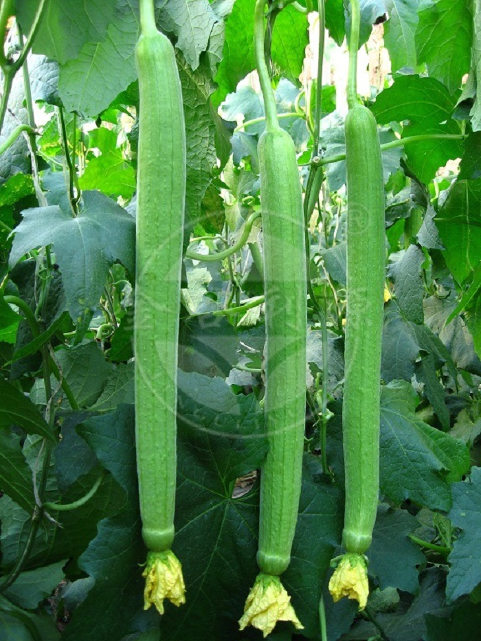 丝瓜种子利源长丝瓜菜瓜无棱肉丝瓜水瓜产量高寿光蔬菜种子菜籽