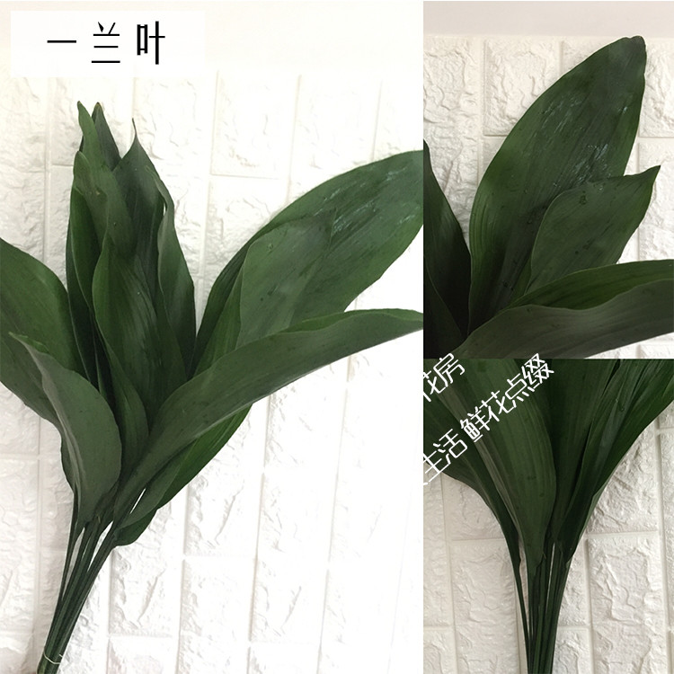 新鲜龟背叶栀子叶桔叶高山羊齿巴西叶幸运星鲜花配叶婚礼宴会搭配_3折图片
