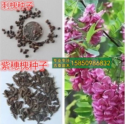 批发红花槐紫花槐黄花槐种子洋槐树种子白花刺槐种子紫穗槐种子