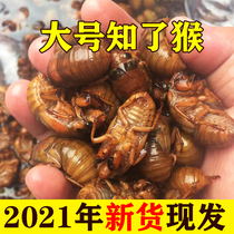 2021 living know the monkey fresh golden cicada to solve the monkey Tang monk meat climbing fork frozen silkworm chrysalis non-instant fried