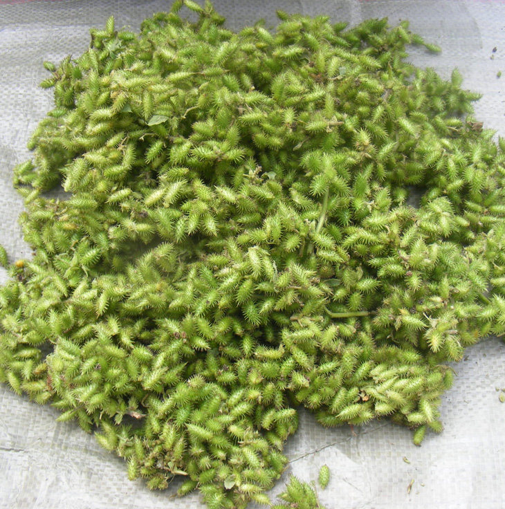 缺货 野生新鲜苍耳叶苍耳子鲜品 时间9月10日--10月10日期间有货