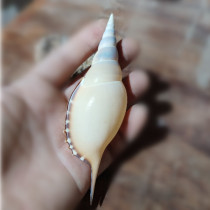 12cm natural conch shell specimen Martin snail