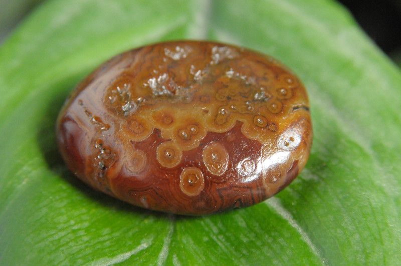 马达加斯加玛瑙之金钱纹