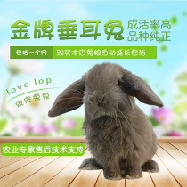 Beijing entity long hair Dodge rabbit live lop-eared rabbit live baby pet rabbit purebred
