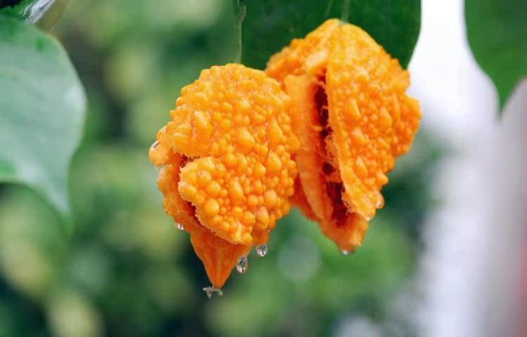 宁波_高山红娘子_当季水果_新鲜水果_水果/生鲜/零食/坚果_永盛数码