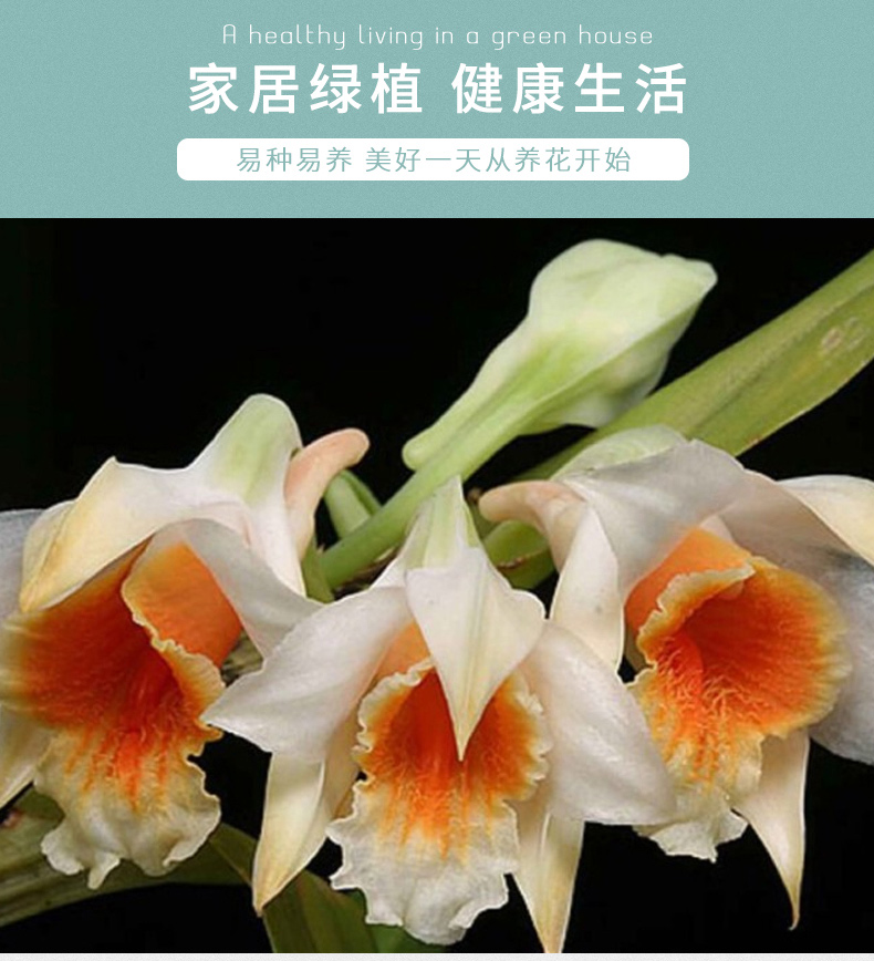 江楠枫兰翅萼铁皮石斛苗米斛石斛介绍
