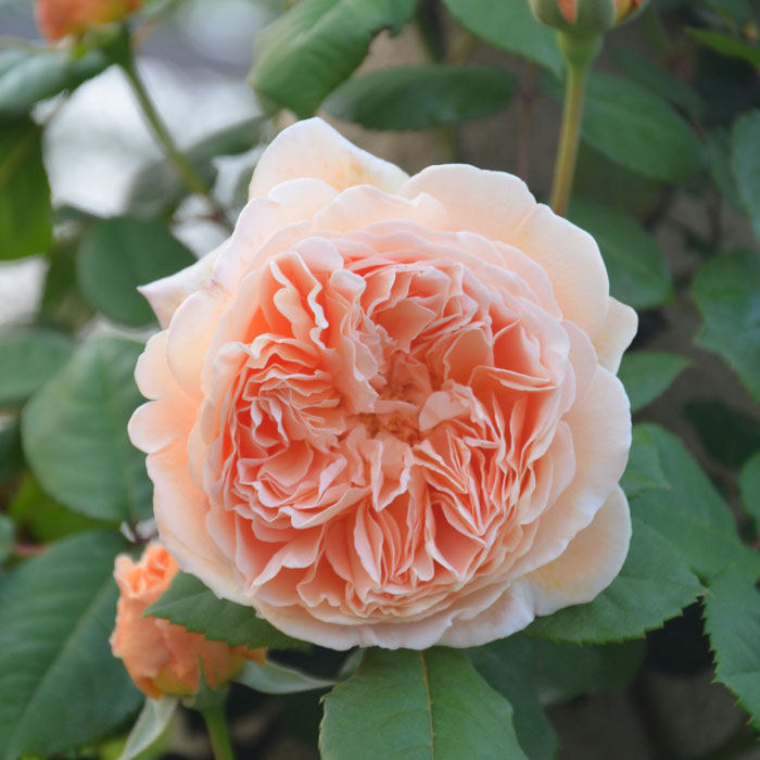 欧月藤本月季玛格丽特王妃月季苗四季开花浓香庭院盆栽蔷薇玫瑰苗