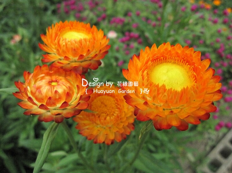 花缘咸菜 英国tm*进口花种*麦秆菊*金皇后*混色10粒