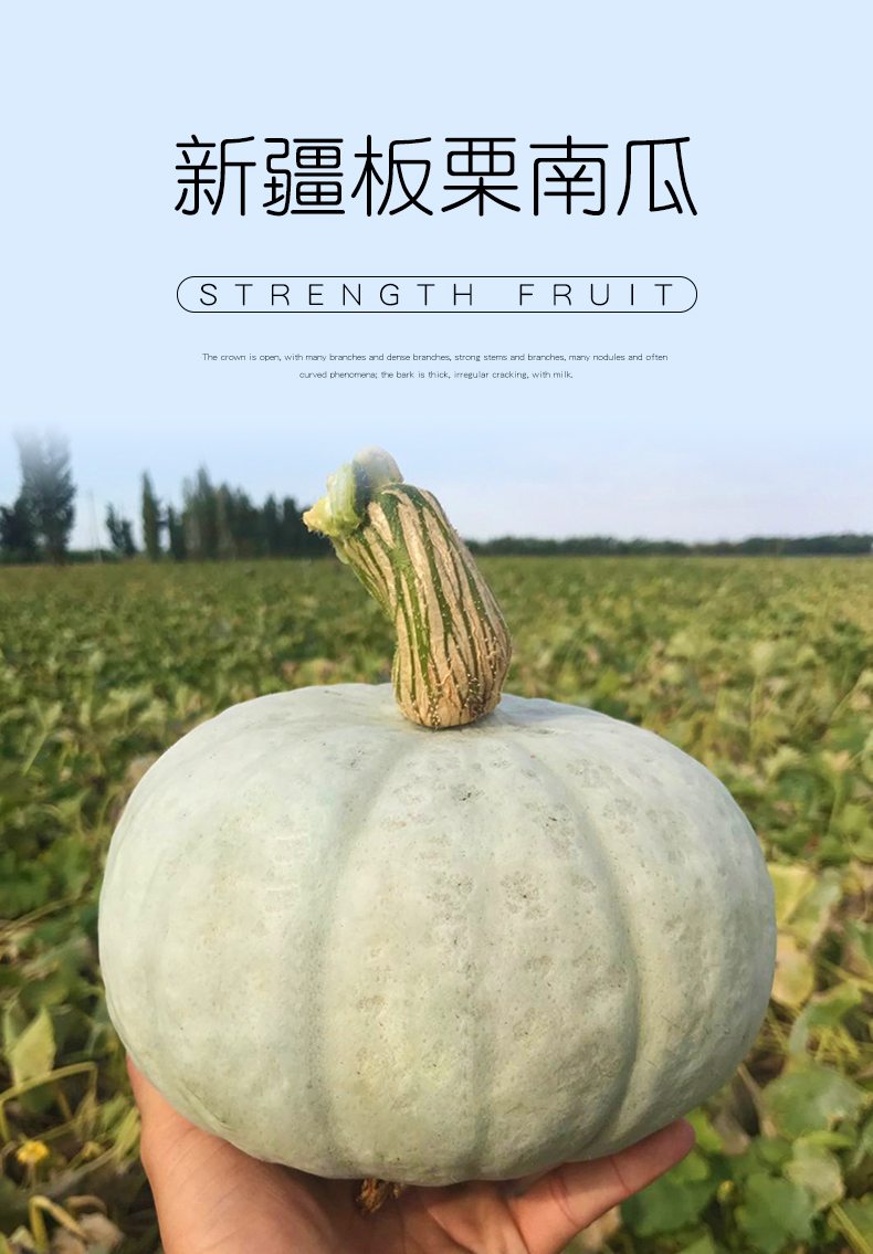 特级新疆板栗南瓜金丝贝贝板栗粟味大南瓜宝宝辅食新鲜蔬菜7-8斤