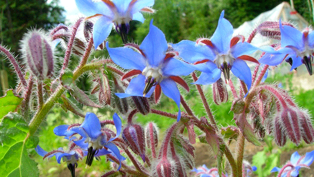 琉璃苣花卉批发 500g