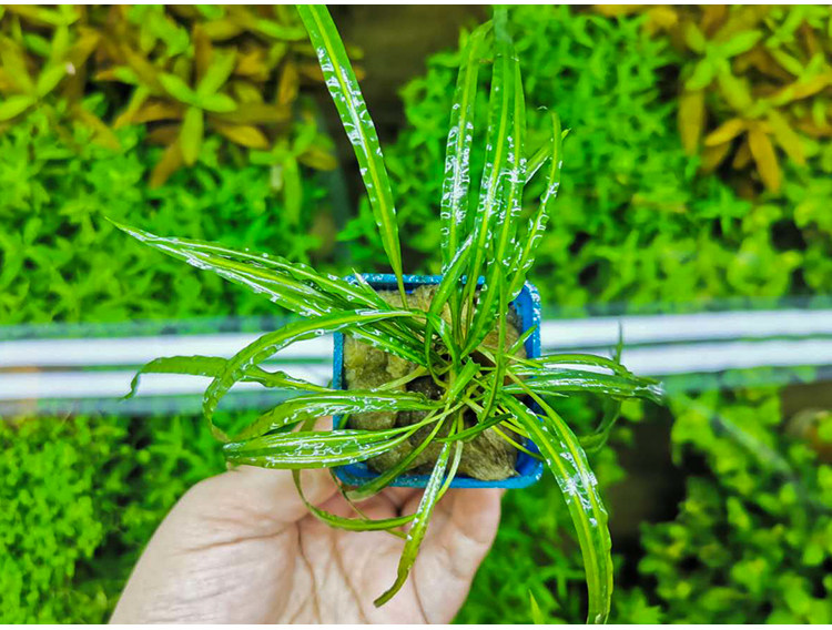 喷泉椒草椒缎带椒水族箱鱼缸中后景边景装饰造景活体植物阴性水草