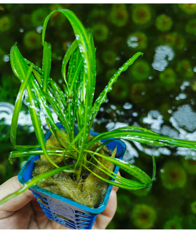 喷泉椒草椒缎带椒水族箱鱼缸中后景边景装饰造景活体植物阴性水草