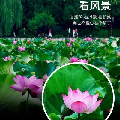 벽을 통한 망원경 고급 고화질 나이트 비전 벽 단안 거울 휴대 전화 조류 관찰 및 사진 휴대용 야외 공연 벽을 통한 망원경 고급 고화질 나이트 비전 벽 단안 거울 휴대 전화 조류 관찰 및 사진 휴대용 야외 공연