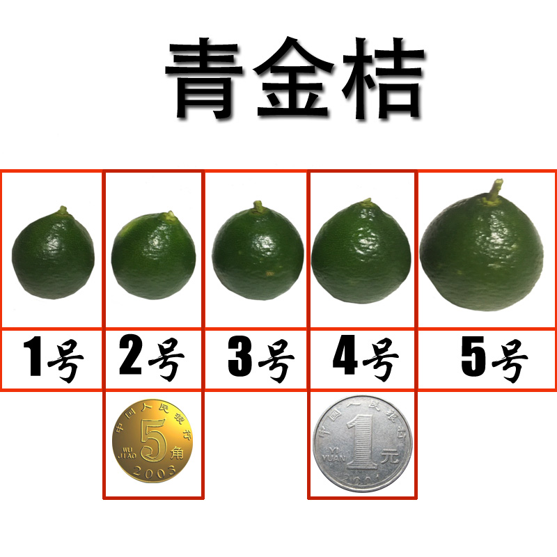 spot fresh fresh small green kumquat small lemon 5 year-round supply milk tea shop green lemon small kumquat 3 kg wholesale