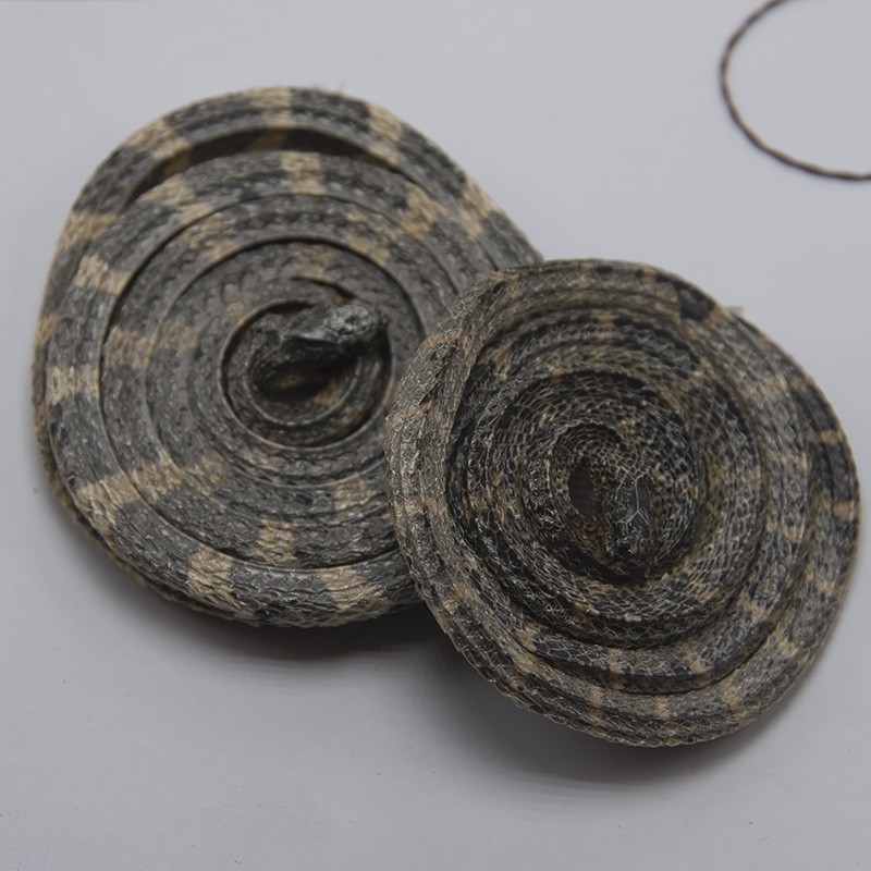 中药材 金钱白花蛇 小白花蛇 金钱白花蛇 银环蛇 泡酒 一条包邮