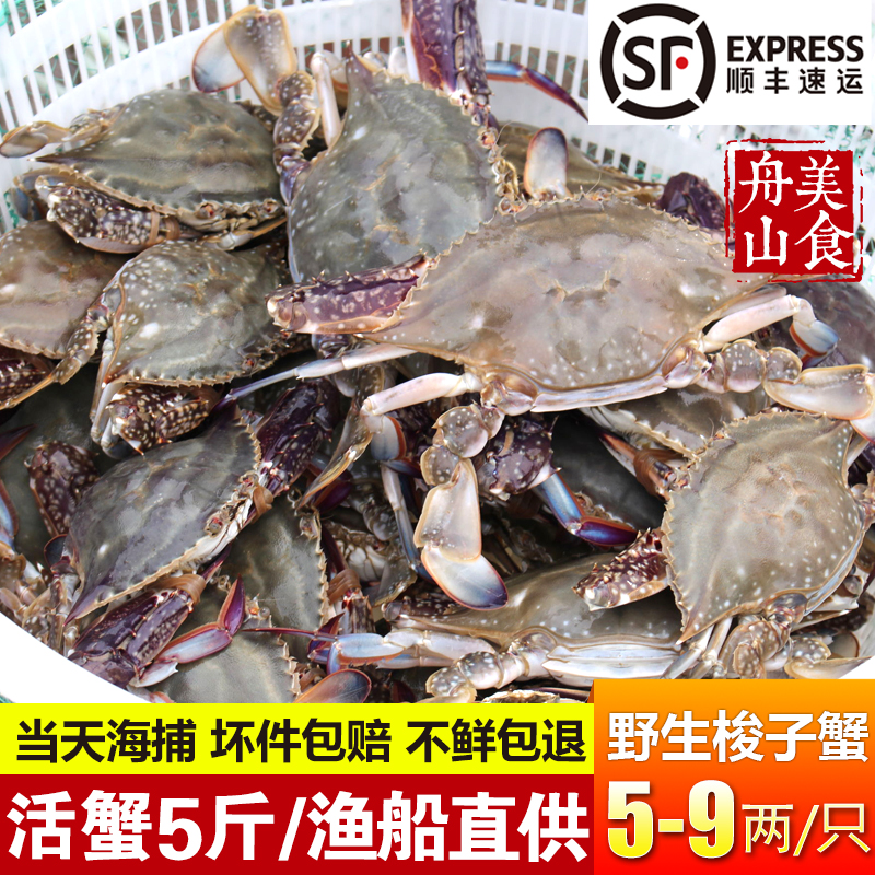 梭子蟹鲜活 舟山海鲜水产大螃蟹特大海螃蟹花蟹野生白蟹新鲜5斤装