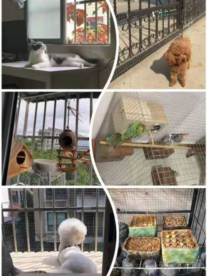 아연 도금 강철 와이어 메쉬 서라운드 야채 정원 번식 닭고기 오리 새 새끼 육종 쥐 방지 네트 분리 울타리 메쉬 인클로저 울타리 네트 아연 도금 강철 와이어 메쉬 서라운드 야채 정원 번식 닭고기 오리 새 새끼 육종 쥐 방지 네트 분리 울타리 메쉬 인클로저 울타리 네트