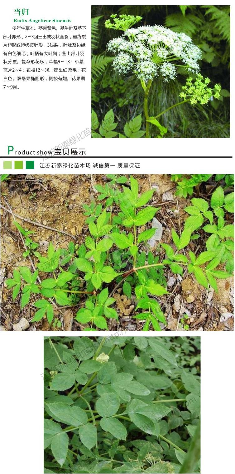 当归种子 中药材种子 秦归 云归 西当归 土当归 干归 包邮_7折现价21