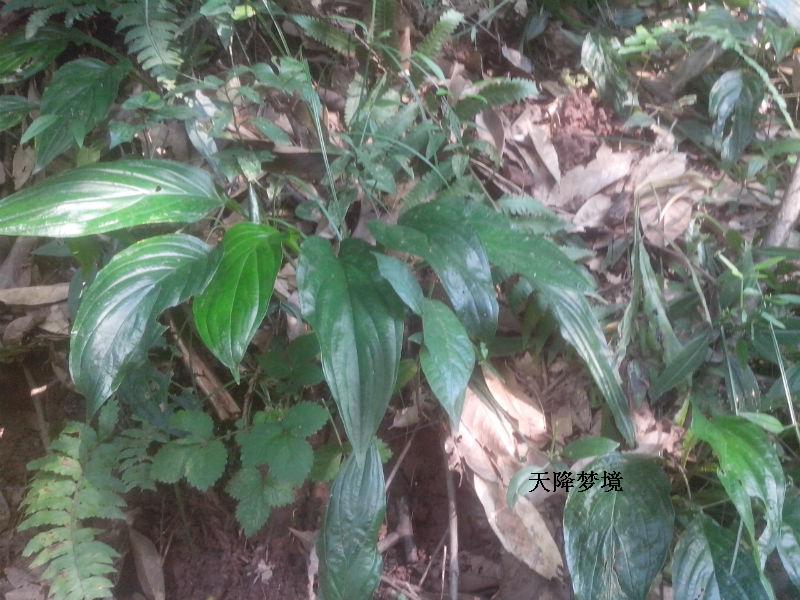 野生草药新鲜水田七 屈头鸡 土三七 水虾公 水田七全株 根 苗都有