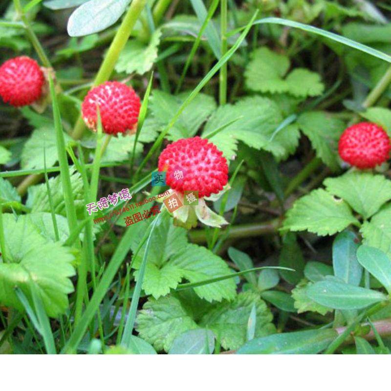 野生新鲜草药材蛇莓草 蛇泡草龙吐珠地杨梅 野草莓蛇果草现采包邮