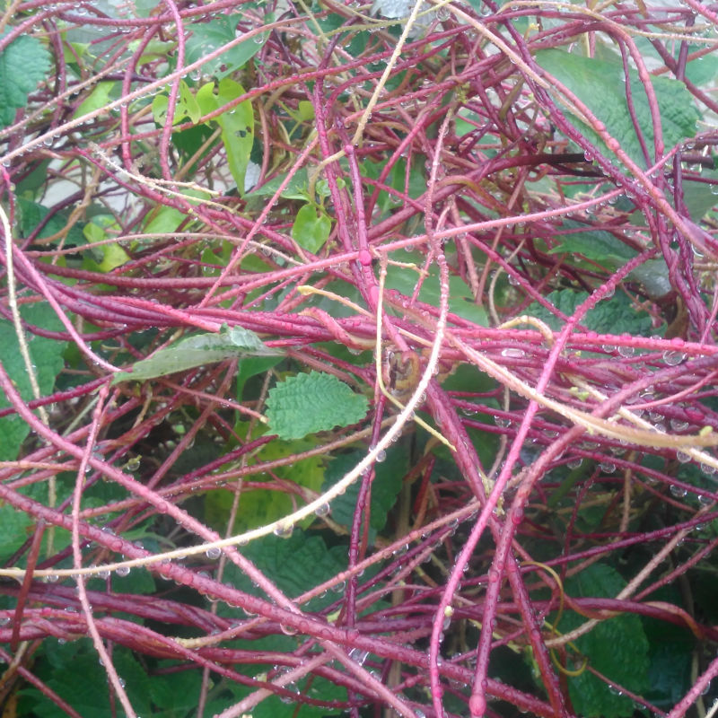 金灯藤无根藤中药材无根藤无头藤无娘藤金丝藤无根草新鲜现拍现采