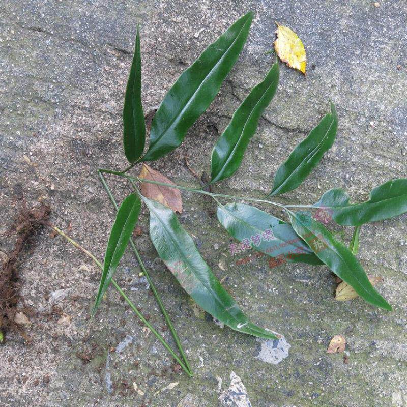 野生新鲜中草药材凤丫蕨 大叶凤凰尾巴草 凤丫草 眉凤草 铁蕨