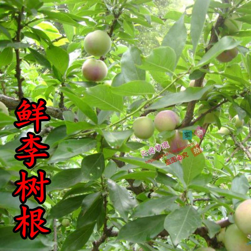 新鲜现挖 李根 现挖鲜品500g 好药材 李根白皮 李树根 发汗降逆