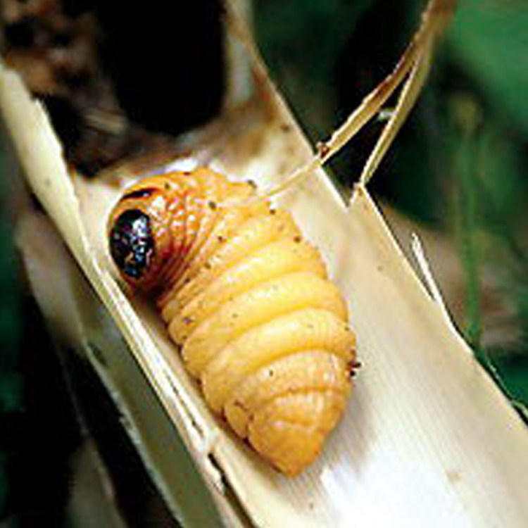 四川特产新鲜活竹蛹竹虫竹蛆笋蛆老木虫竹蜂幼虫新货特价