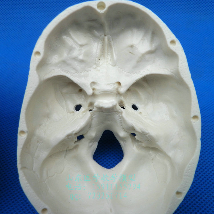 10cm高头骨模型高仿真骷髅头模型人类头骨模型高仿头颅骨模型_双氙