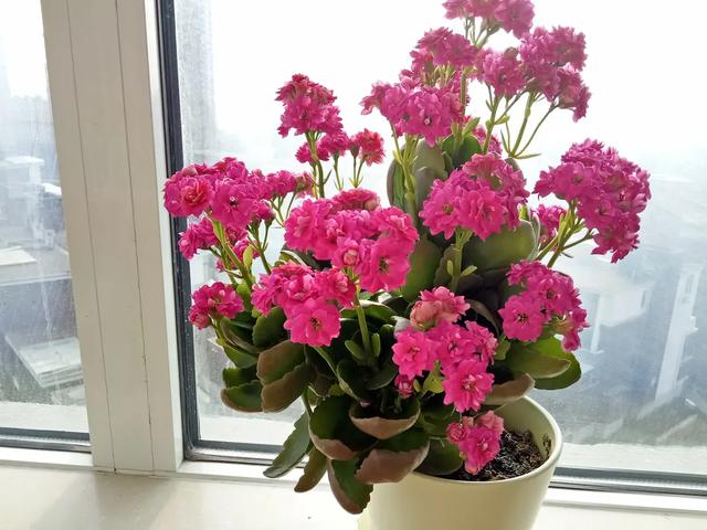 长寿花这10个品种爱爆花,好看又好养!