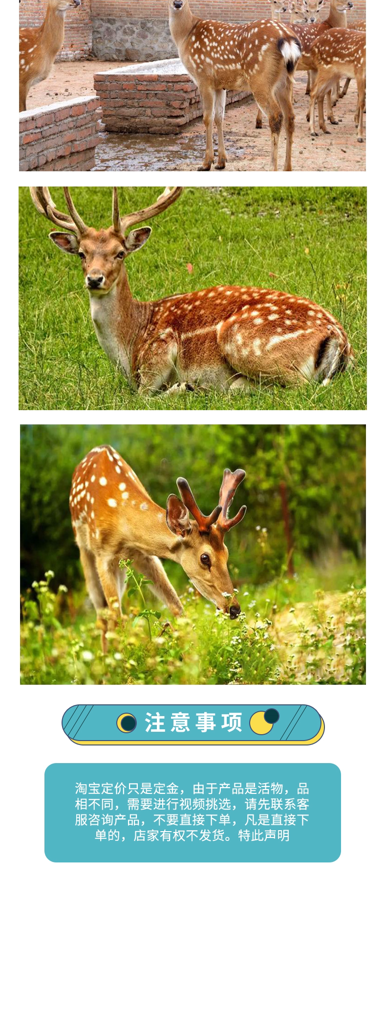 梅花鹿养殖场景区观赏梅花鹿花鹿的价格