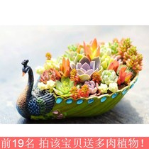 Special size art cute peacock multi-meat plant flower pot strip caliber old pile parquet creative personality pendulum