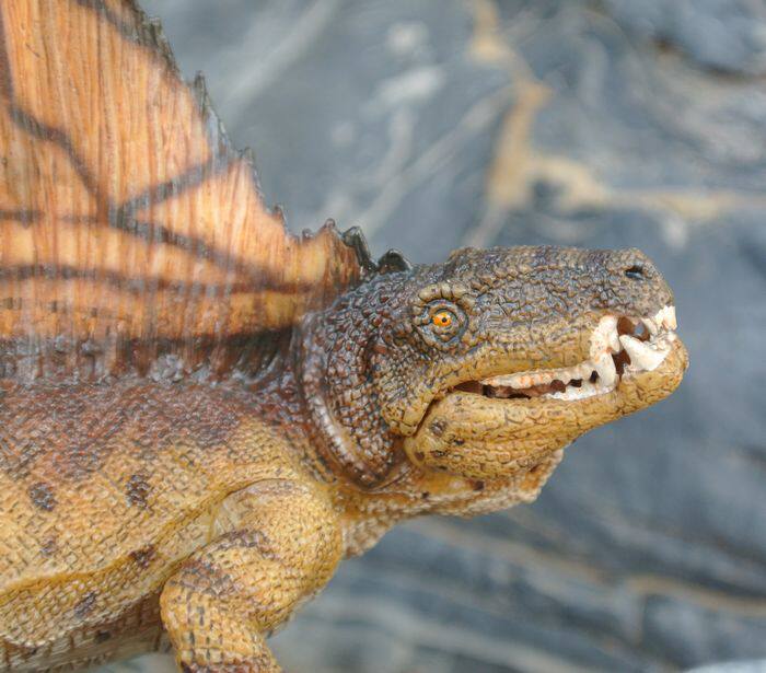 欧美版正品玩具法国papo恐龙模型异齿龙玩偶嘴巴可上下张合摆件