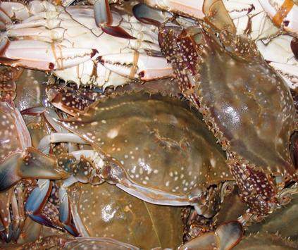 丹东东港鲜活海鲜 螃蟹 活梭子蟹 大飞蟹大海蟹 当天打捞新鲜特活