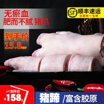 (Gathering relatives)Fresh trotters fresh trotters pigs feet pigs paws frozen trotters pigs feet 10 kg bag SF