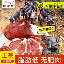 (Gathering relatives)Farm free-range mountain pork black pork earth pig meat fresh pig leg meat pork belly SF