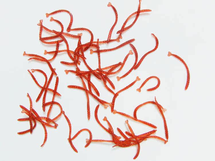 欧玛 路亚饵红虫赤虫红血虫带腥味2cm9