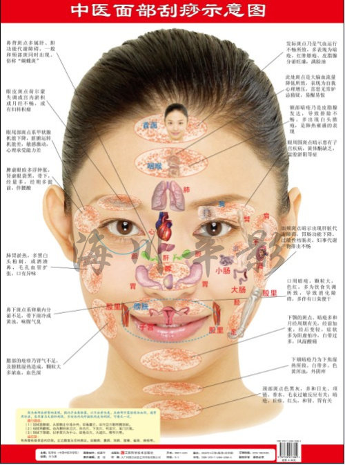 面部刮痧,刮痧图解,刮痧治病,畅销挂图,中医面部挂痧示意图