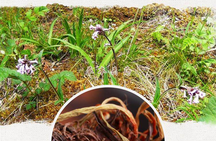 甘松1克云南野生甘菘香料中药材粉钓鱼臭阿魏丁香山奈肉桂甘草