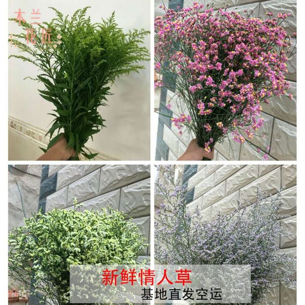 新鲜黄莺草情人草水晶草配花鲜花花束搭配家庭婚礼现切花速空运