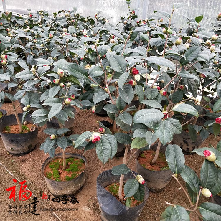 帕克斯先生大苹果山茶花树苗大红色大花牡丹型福建四季春盆栽带苞