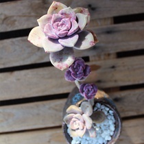 Zile old pile multi-head super large Laozhuang meat plant living room large green plant potted plant real flower light appreciation cliff