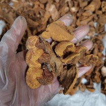 Changbai Mountain wild Phellinus soak tea