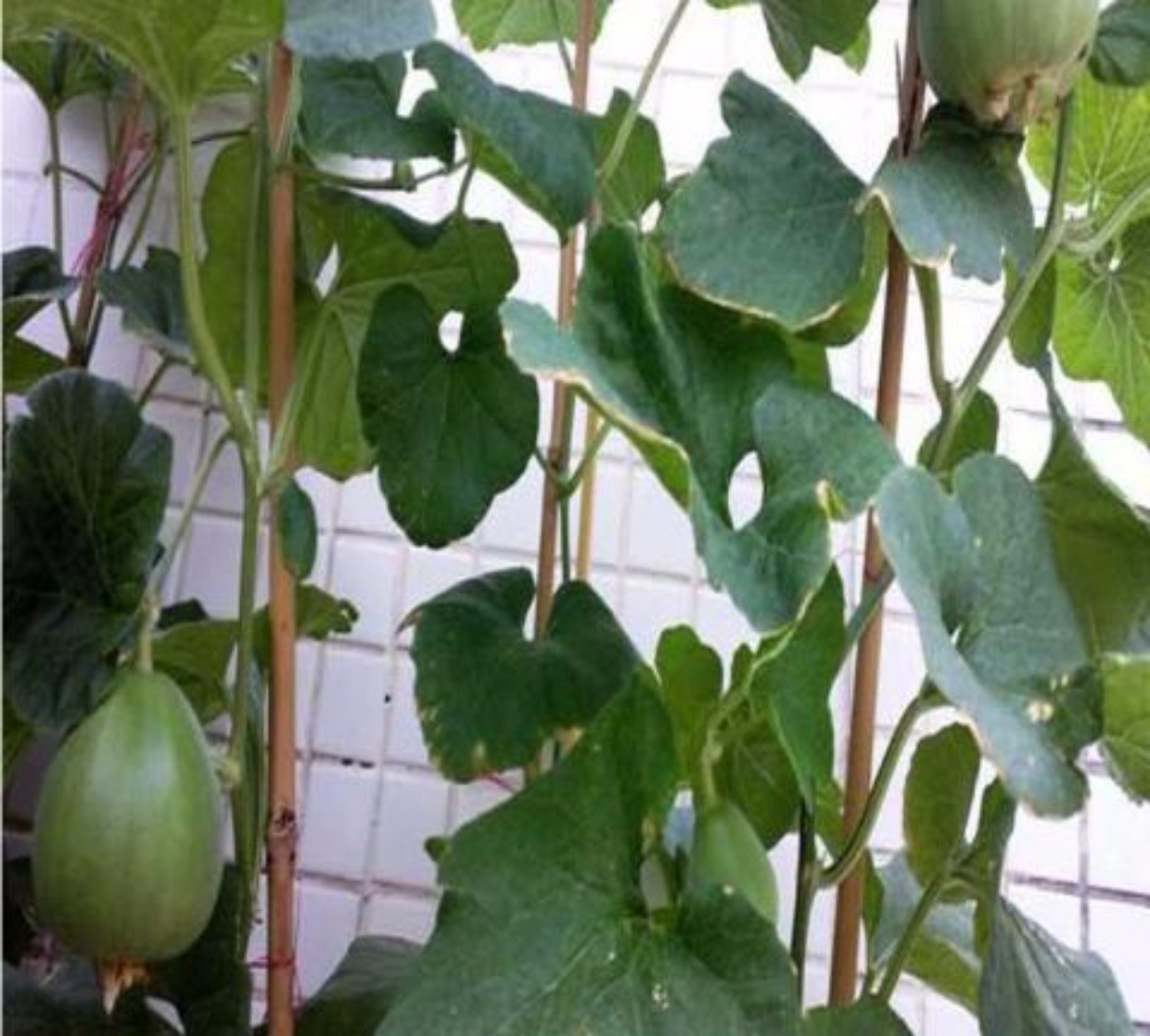 日本甜宝甜瓜种子 夏播家庭水果香甜香瓜阳台盆栽蔬菜种子四季种