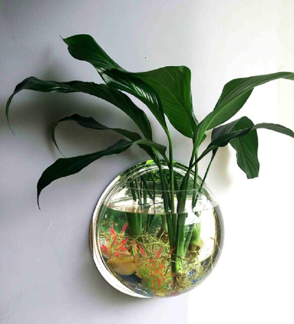 Hydroponic pothos home flower device wall acrylic sticker flower vase water culture plant wall hanging potດອກພິເສດ