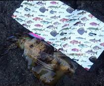 Japan fishing gear fishing with LUMICA fun 100 fish picture refreshing bag eco-friendly bag sealing bag thickened self-proclaimed bag