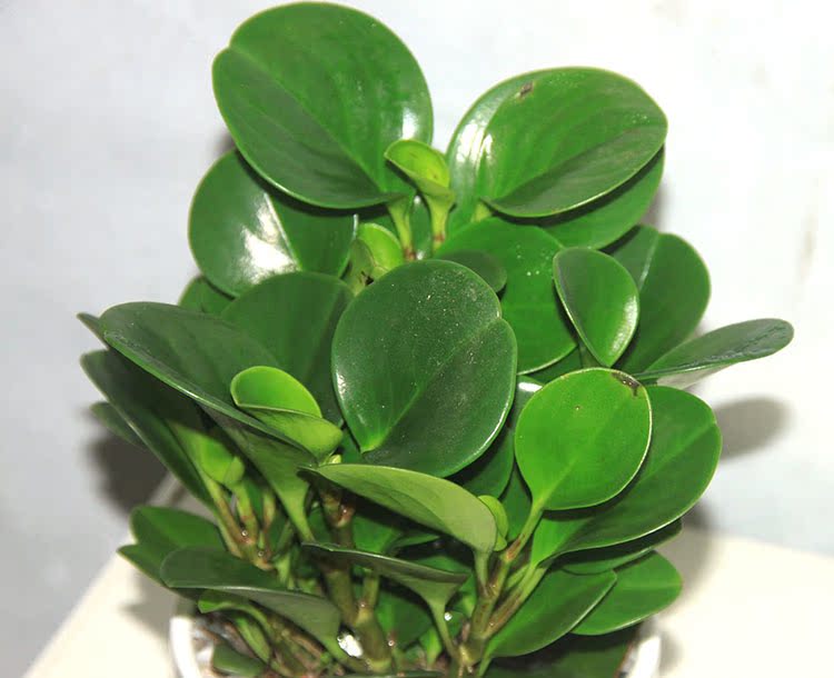 豆瓣绿小家碧玉盆栽植物室内办公室桌面绿植四季常青成都送货上门_7折