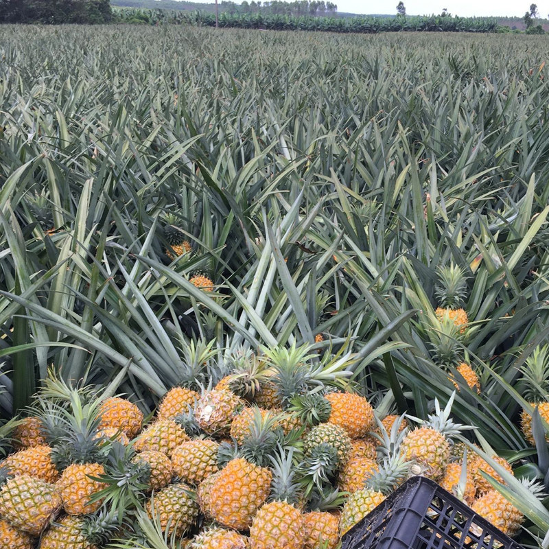 8斤当季徐闻菠萝除味送刀非凤梨 包装方式:散装  水果种类:其他  产地