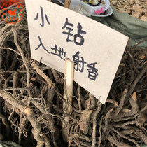 500 grams of small diamond Chinese herbal medicine drilled into the ground wind rice ball root into the ground musk over the mountains